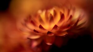 5 Guides to Help You Create Beautiful Flower Photos 3 Image 001 Cover .jpg.optimal