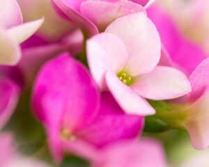 5 Guides to Help You Create Beautiful Flower Photos 1 Image 002 4 1.jpg.optimal