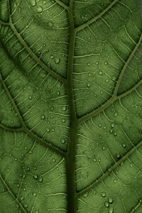 15 Photos to Inspire You to Use Patterns in your Photography 4 clay banks 8SXaMMWCTGc unsplash