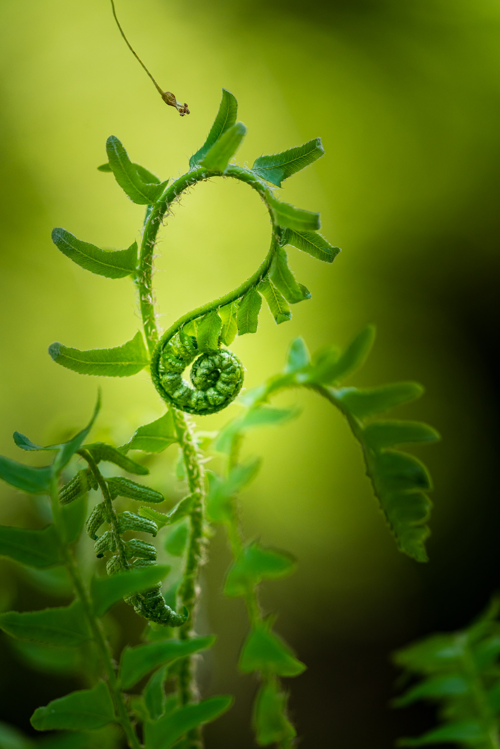 Finding Photography Inspiration In Your Backyard - She Snaps