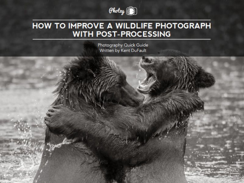 How to Improve a Wildlife Photograph with Post Processing – coverimage.jpg.optimal