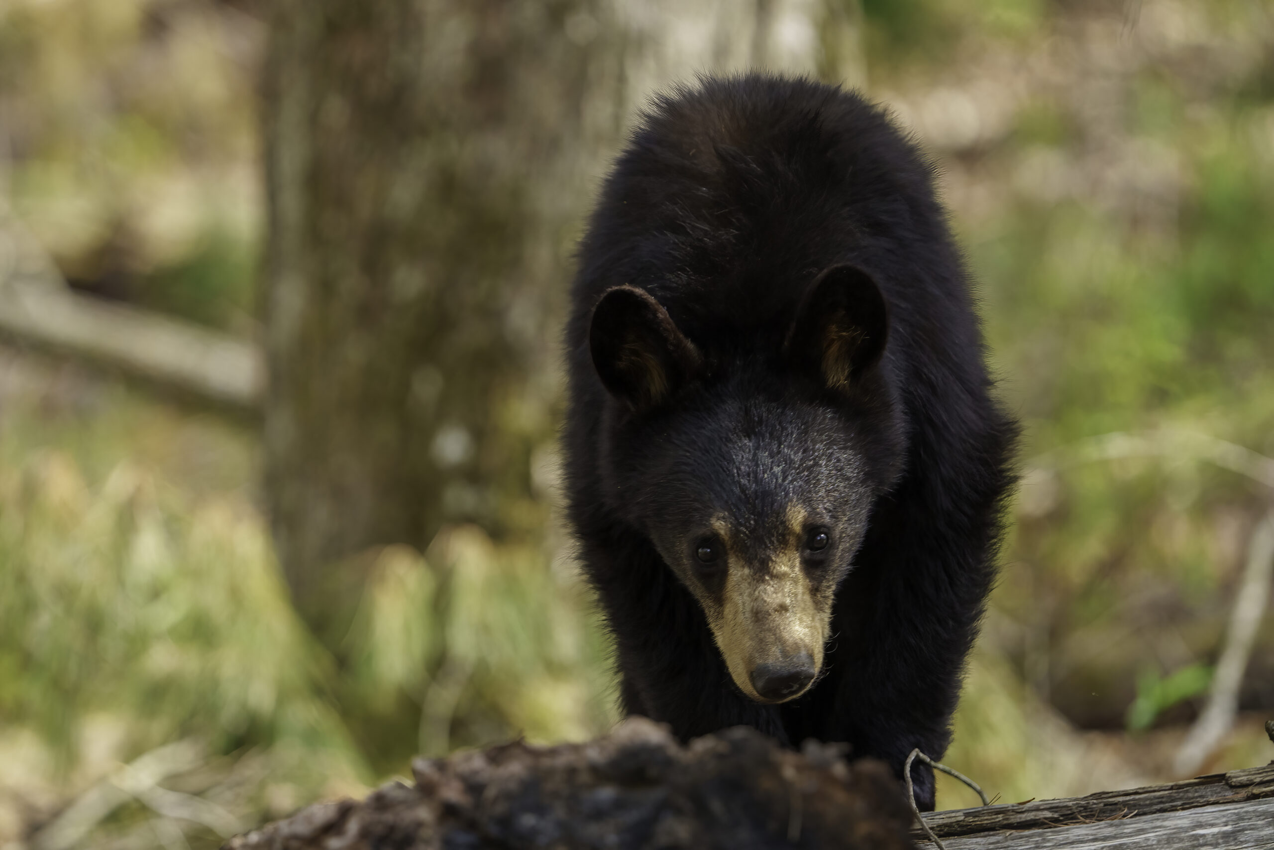 BearCub scaled