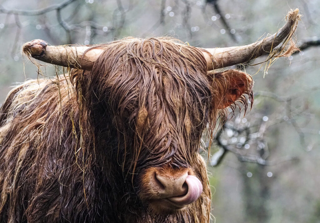 Highland Cow Nic W copy